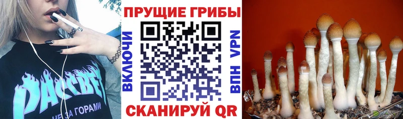 Псилоцибиновые грибы MAGIC MUSHROOMS  Купить где  Котовск 